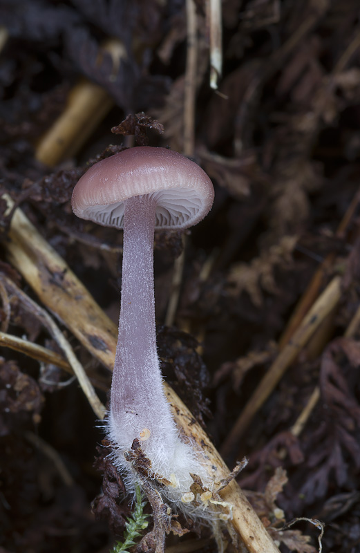 Mycena pearsoniana